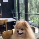 남양주 애견동반 식당 금남계옥숯불닭갈비 내돈내산