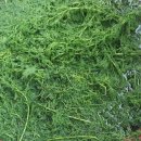 자라농장 이미지