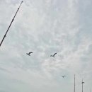 킹콩낚시 이미지