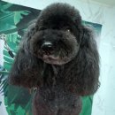 까미애견샵 이미지