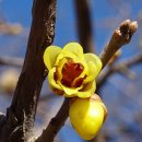 대연수목전시원 이미지