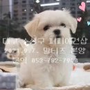 두산이네 애견샵 이미지