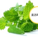 바른임자매