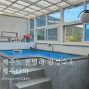 제주다와 | 제주도 애견동반 숙소 풀빌라 감성숙소 : "제주다와" 코너스위트 풀장 숙소 후기