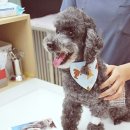 청주지웰동물병원 이미지