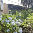 힐링카약파크비체올린 | 제주 서쪽 가볼만한 곳 비체올린 테마파크 꽃구경 카약 솔직 후기