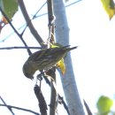 농수산물유통센터 버스정류장 | 고양생태공원 탐조, 2025년 10월 중순