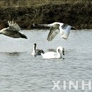 백조 이미지