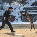 복종 | [IGP] 방위 훈련, 도고네, 복종 훈련, 풍산개 공원