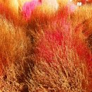 수인선 바람길 숲 이미지