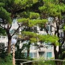 피개행개 이미지