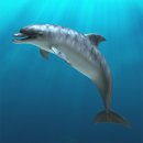 포유동물綱 - 고래目 - 돌고래科 - 큰돌고래 이미지