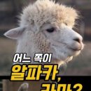 알파카 이미지
