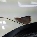 명품덴트칼라 이미지