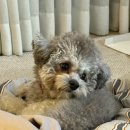 르네펫살롱 | 양산 동면, 사송 애견미용 잘하는곳 “르네펫살롱”