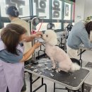 애견미용 이미지