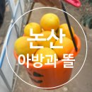 똘이농장 | 논산 채운 대전 근교 감귤 체험농장 김윤지 청년 농부의 "아방과 똘"