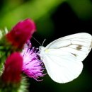 흰나비/소희⭐️ 이미지