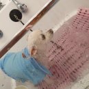 모모펫그루머 이미지