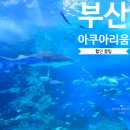 (주)에버미라클 부산 | 해운대 부산 아쿠아리움 실내 데이트 추천(할인 꿀팁)+모래축제