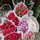 라플라워 이미지