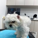하리몽 이미지