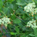 2022년 유기인증 블루베리 생과 예약을 시작합니다. 이미지