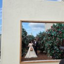 평화로 L | 웨딩스튜디오 촬영 l 방이동별미곱창 l 이자카야 수작 l 슬로우캘리 l 소담촌 🎡