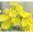 왕피리들꽃하우스 이미지