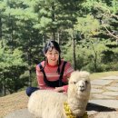 알파카라이프 이미지