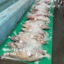 자연산 숫치 민어한마리 ! 몸보신으로 최고! 건꼴뚜기/진미채/젓갈들 합배송가능합니다 이미지