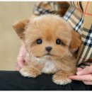 미유펫 강아지분양 고양이분양 부천점 | 부천강아지분양 처음 본 순간 결정