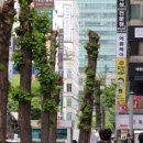 닭발이야기 네이버블로그