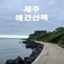 애월포구풍경 민박 | 제주 애월 고내리포구, 강아지랑 조용한 바닷가 산책 다녀왔어요!