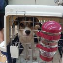 벨라켄넬 이미지