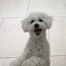 우보리