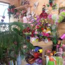 모아꽃방 이미지