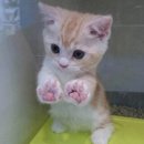 오피스마트