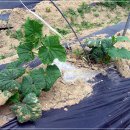 선남농장 이미지