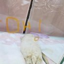 털찐댕댕이