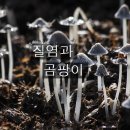 <11월 24일 > 질염과 곰팡이 이미지