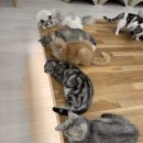 캣플 동탄점