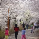 제1회 삼척벚꽃축제 홍보 부탁 드립니다.(날짜수정) 이미지