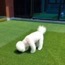 멍멍플라워 이미지