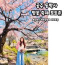 동학사1·2로 | 2026년 동학사 벚꽃축제 일정 방문후기 (ft.포토존)