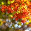 단풍나무 이미지