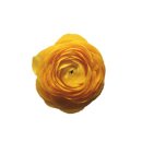 필애견훈련학교 이미지