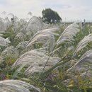 금강우렁쌈밥 이미지