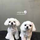 기억하개 이미지