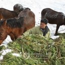 성읍리-13 이미지